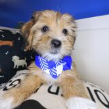 Chocaccino Shorkie 02