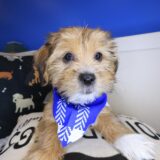 Chocaccino Shorkie 03