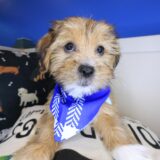 Chocaccino Shorkie 04