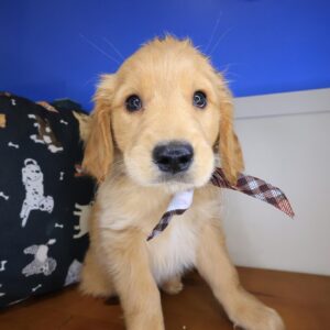 Chopper Golden Retriever 01 Chopper Golden Retriever 01