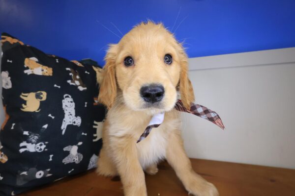 Chopper Golden Retriever 01