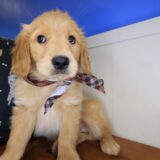 Chopper Golden Retriever 02