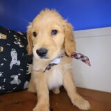 Chopper Golden Retriever 03