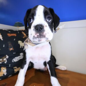 Cloud Boxer 01 Cloud Boxer 01