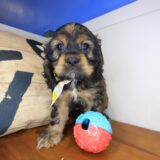 Clutch Cocker Spaniel 01