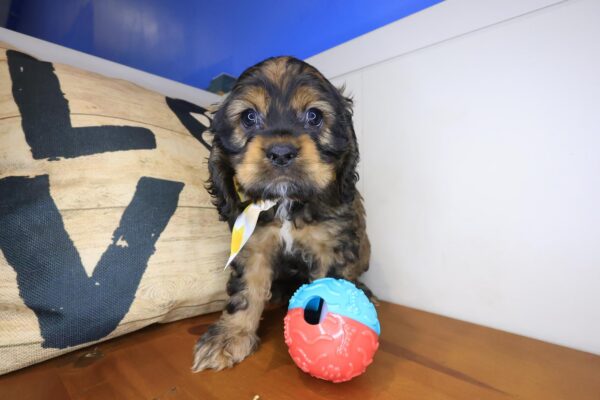 Clutch Cocker Spaniel 01