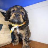 Clutch Cocker Spaniel 03