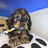 Clutch Cocker Spaniel 04