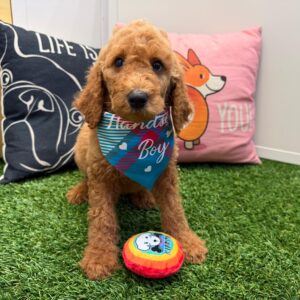 Coby Poodle 01 Coby Poodle 01