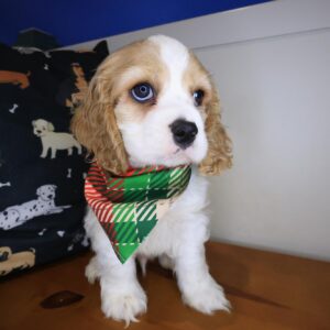 Cocoa Cocker Spaniel 01 Cocoa Cocker Spaniel 01