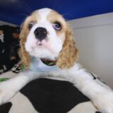 Cocoa Cocker Spaniel 04