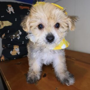 Comity Morkie 01 Comity Morkie 01