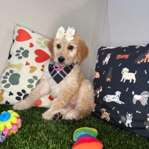 Confetti Standard Goldendoodle 01 Confetti Standard Goldendoodle 01