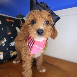 Contrail Cavapoo 01 Contrail Cavapoo 01