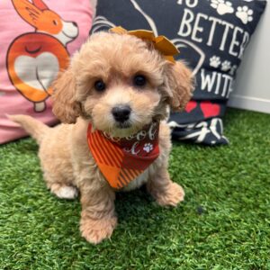 Cosette Bichapoo 01 Cosette Bichapoo 01