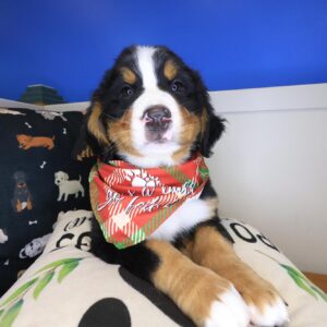 Croc Bernese Mountain 01 Croc Bernese Mountain 01