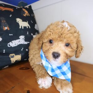 Cypress Shihpoo 01 Cypress Shihpoo 01