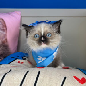 Dandelion Ragdoll 01 Dandelion Ragdoll 01