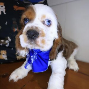 Dempsey Cocker Spaniel 01 Dempsey Cocker Spaniel 01