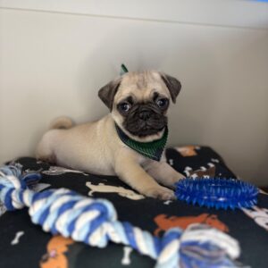 Dempsey Pug 01 Dempsey Pug 01