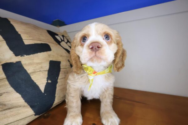 Dingbat Cocker Spaniel 01