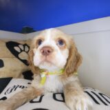 Dingbat Cocker Spaniel 02