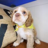 Dingbat Cocker Spaniel 03