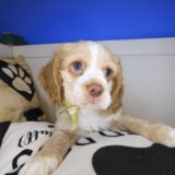 Dingbat Cocker Spaniel 04
