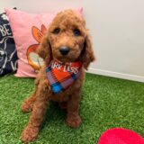 Dobby Poodle 01