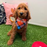 Dobby Poodle 03