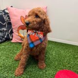 Dobby Poodle 04