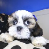 Dough Shih Tzu 01