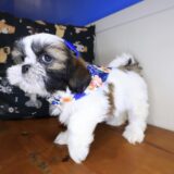 Dough Shih Tzu 02