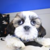Dough Shih Tzu 03