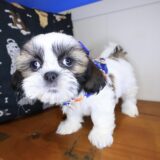 Dough Shih Tzu 04