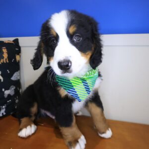 Duke Bernese Mountain 01 Duke Bernese Mountain 01