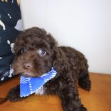 Dumarao Cockapoo 02