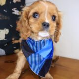 Dusty Cavalier King Charles Spaniel 01