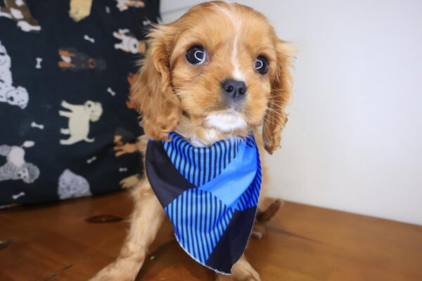 Dusty Cavalier King Charles Spaniel 01