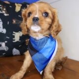 Dusty Cavalier King Charles Spaniel 03