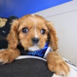 Dusty Cavalier King Charles Spaniel 04