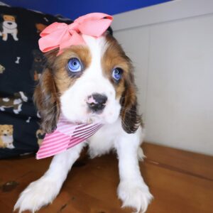 Edie Cocker Spaniel 01 Edie Cocker Spaniel 01