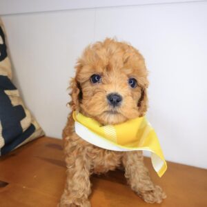 Egan Cavapoo 01 Egan Cavapoo 01