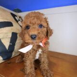 Einstein Cavapoo 01