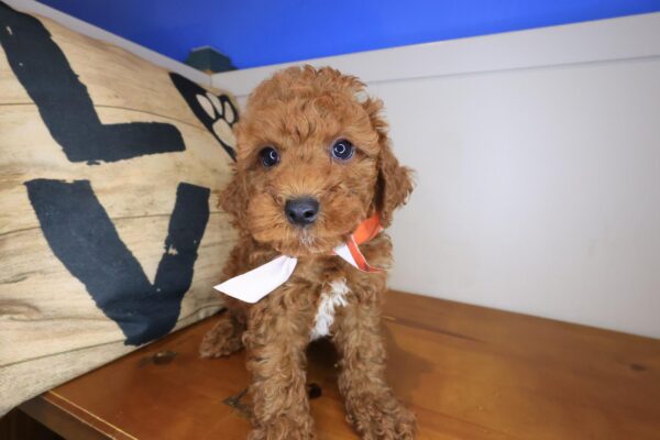 Einstein Cavapoo 01