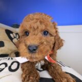Einstein Cavapoo 03