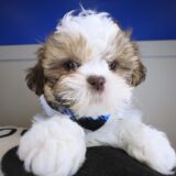 Eli Shih Tzu 01