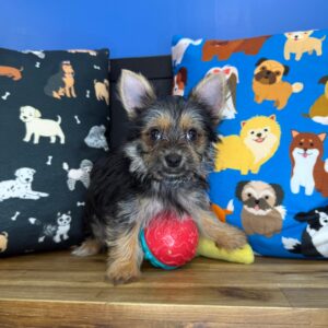 Elliot Yorkshire Terrier 01 Elliot Yorkshire Terrier 01