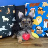 Elliot Yorkshire Terrier 03