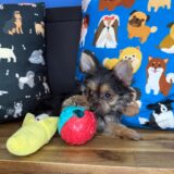 Elliot Yorkshire Terrier 04